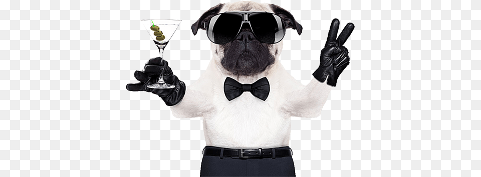 Puggle French Bulldog Boxer Cool Pug, Accessories, Sunglasses, Tie, Glove Free Png