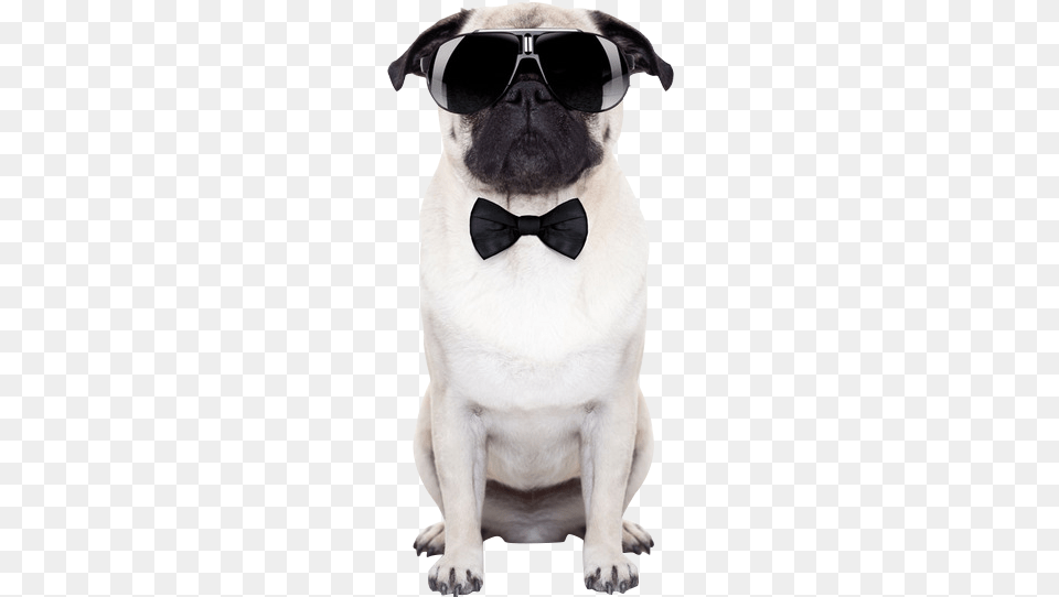 Puggle Sunglasses Stock Photography Puppy Dog With Sunglasses Transparent, Accessories, Tie, Formal Wear, Canine Free Png