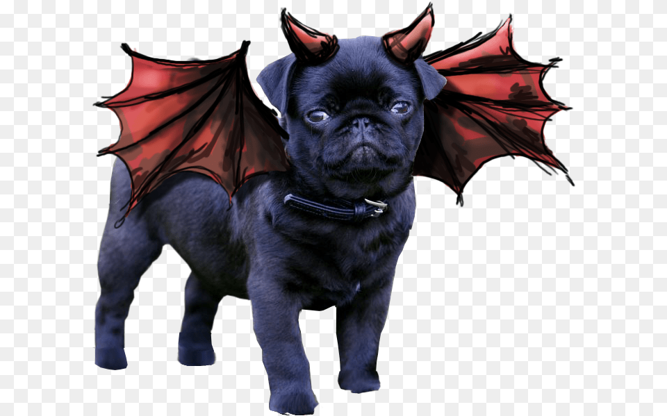 Pugs Animals Bulldog Satanic Pug, Animal, Canine, Dog, Mammal Png