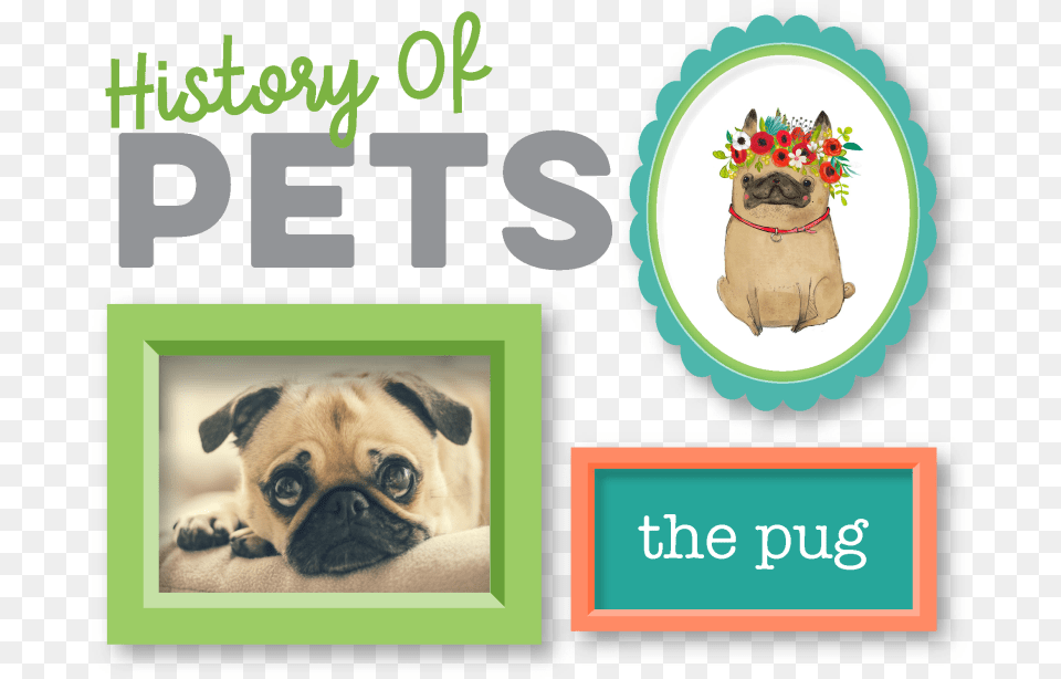 Pugs Have Been Prized Pets For Centuries And When You Moo Im A Pig, Animal, Canine, Dog, Mammal Free Png Download