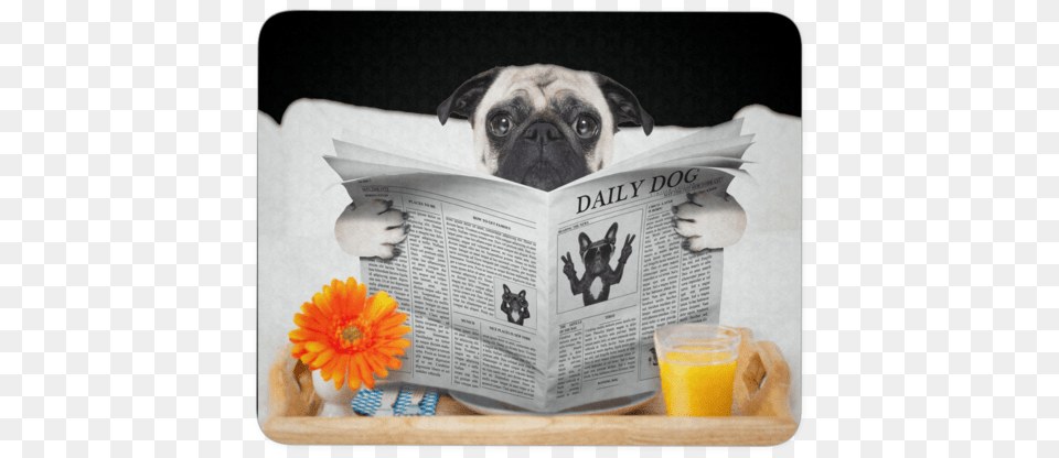 Pugs News Mouse Pad Boarding Dogs, Animal, Pet, Mammal, Canine Png