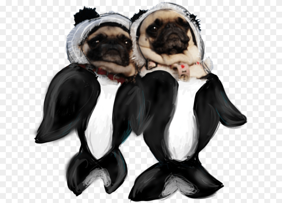 Pugs Orca Pug, Animal, Canine, Mammal, Dog Free Transparent Png