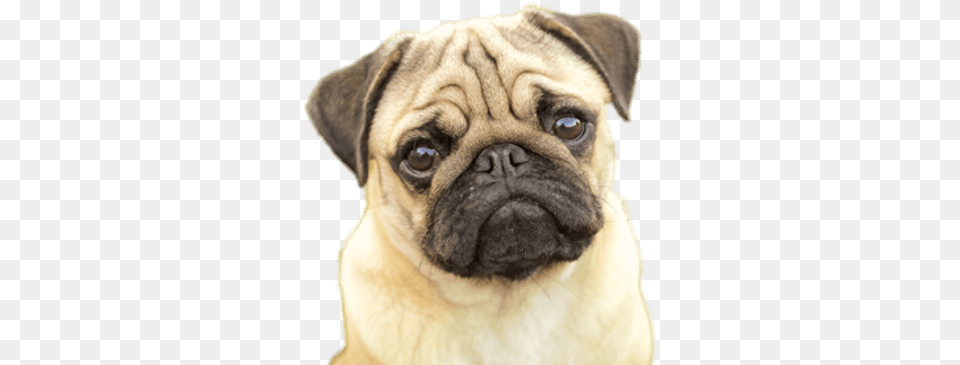 Pugs Transparent Images Pug Pros And Cons, Animal, Canine, Dog, Mammal Free Png Download