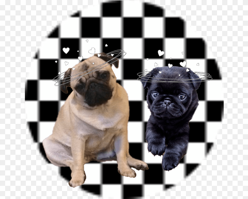Pugs Turkish Coffee Cup Black And White, Animal, Canine, Dog, Mammal Free Transparent Png