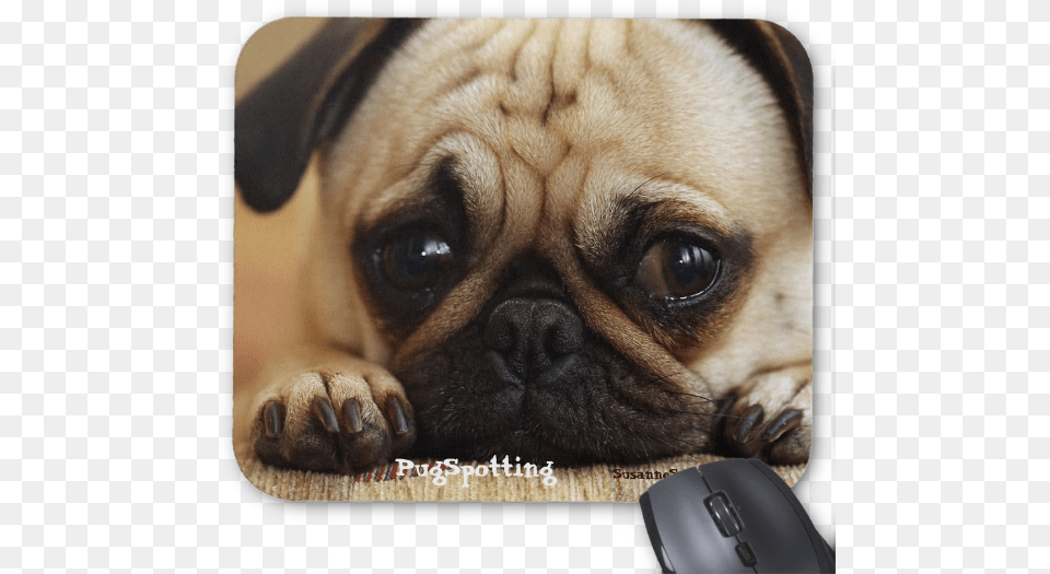 Pugspotting Pug Head Shot Mouse Pads Cute Sad Puppy Eyes, Animal, Canine, Dog, Mammal Free Transparent Png
