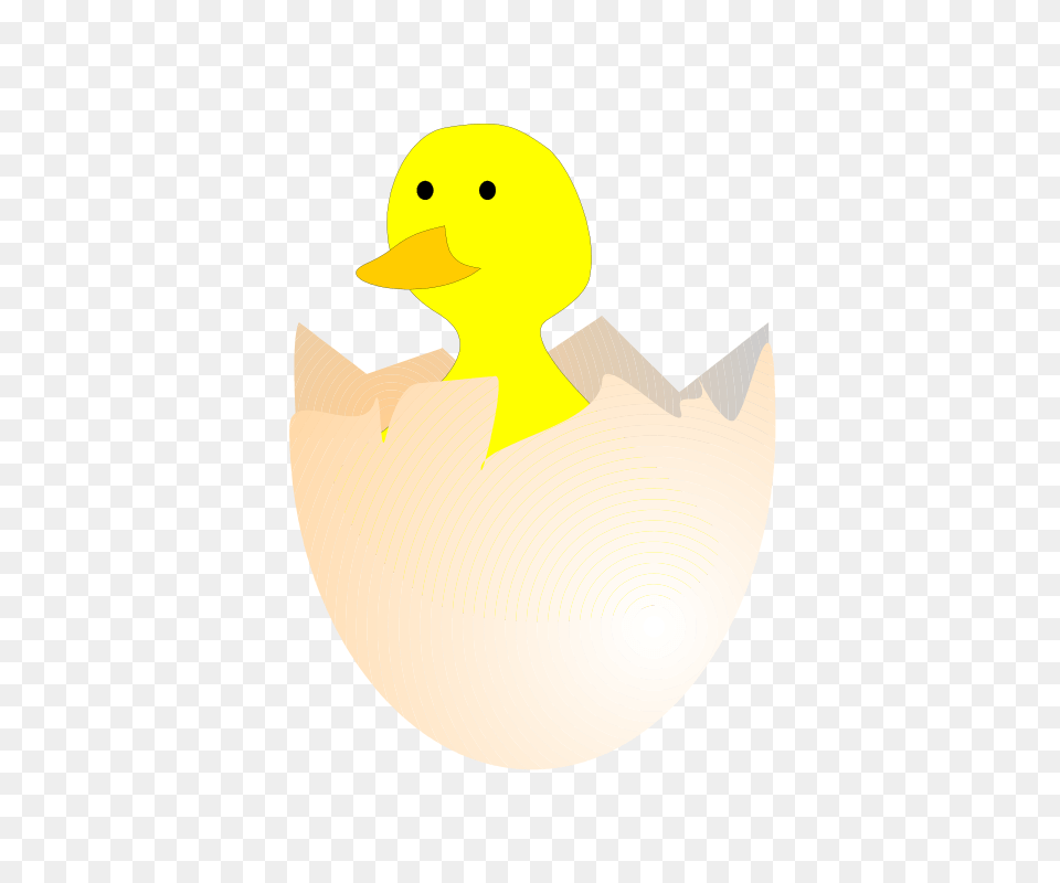 Pulcino, Animal, Bird, Duck, Waterfowl Free Transparent Png