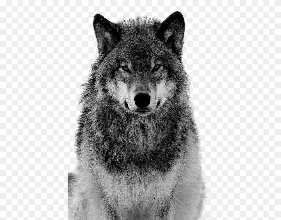 Pull Canidae Arctic Material Dog Grey Tiger Clipart Black And White Wolf Face, Animal, Mammal, Canine, Pet Png Image