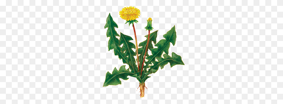 Pullar Horticulture Weed Control, Flower, Plant, Dandelion, Leaf Png