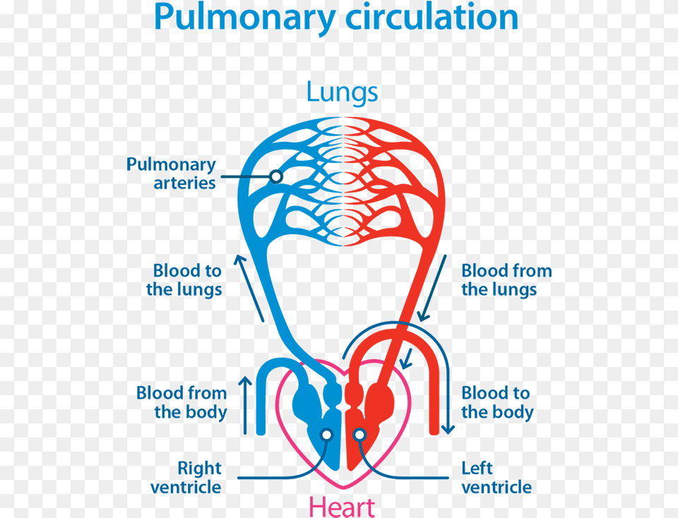 Pulmonary Circulation Diagram Pulmonary Circulation Simple Diagram Free Transparent Png