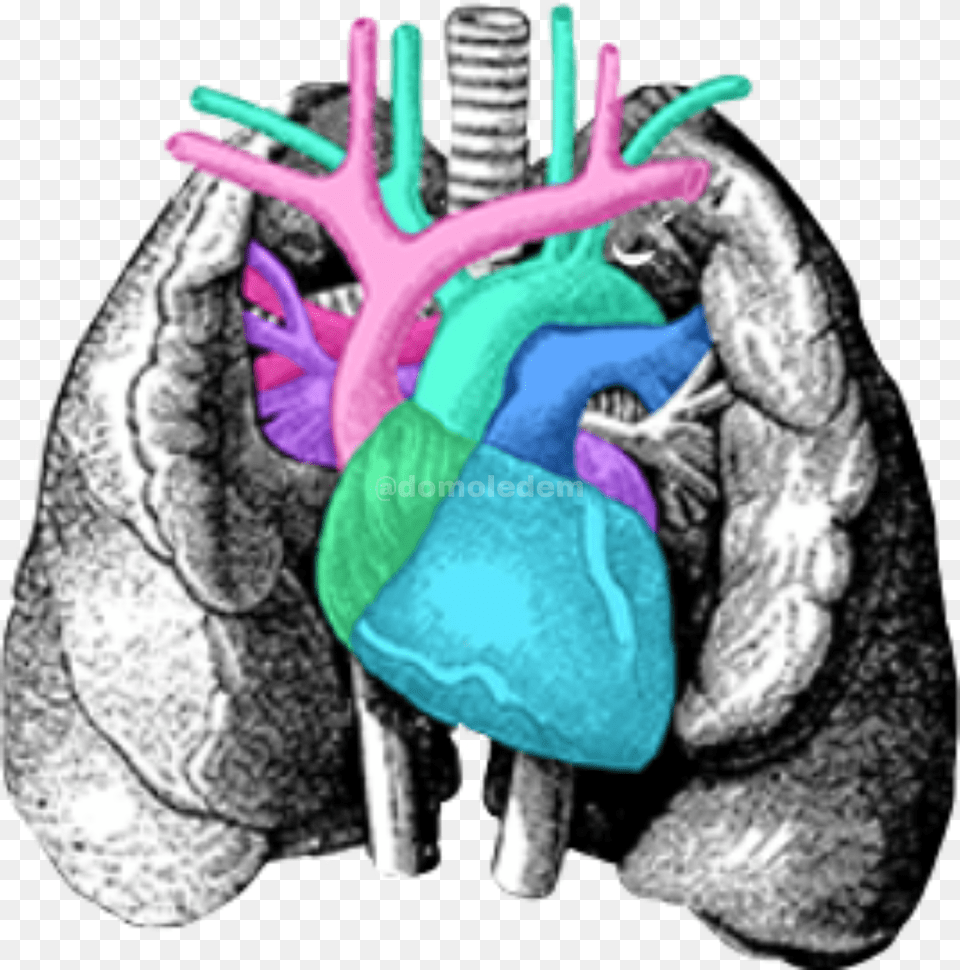 Pulmones Corazon Arterias Freetoedit Vintage Internal Organs Art, Ct Scan Free Png