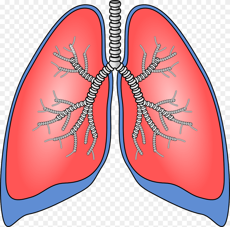 Pulmones Rgano Anatoma Bronquios Lung Clipart, Face, Head, Person, Food Free Transparent Png