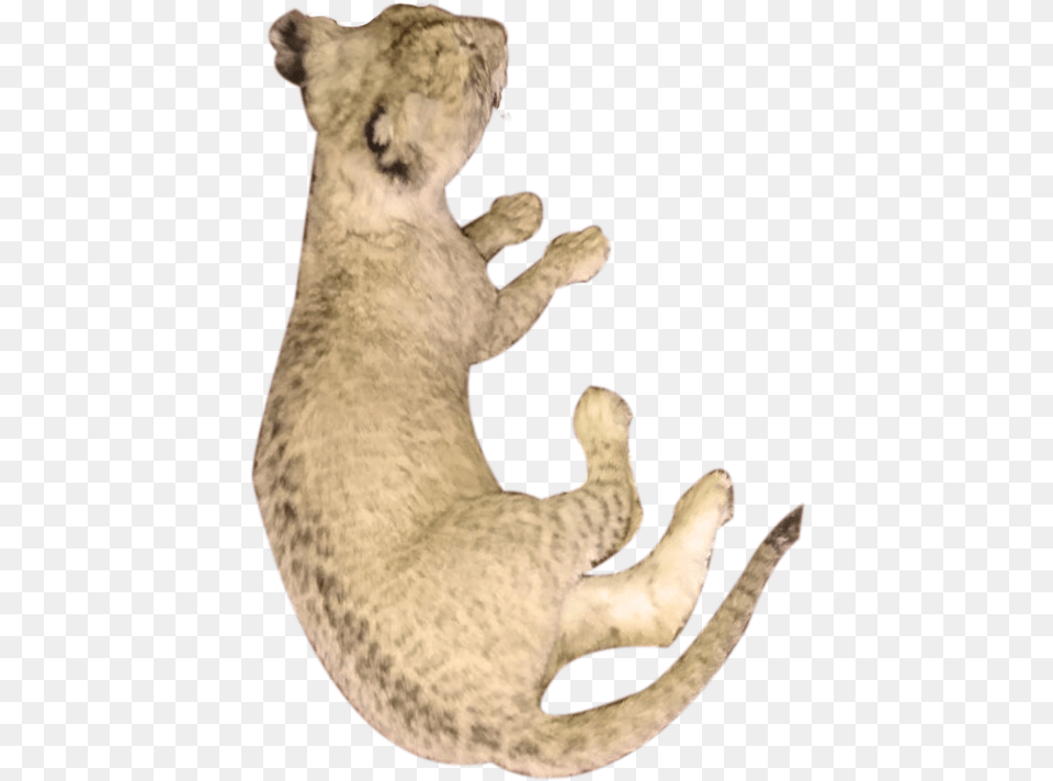 Puma, Animal, Mammal, Wildlife Png Image