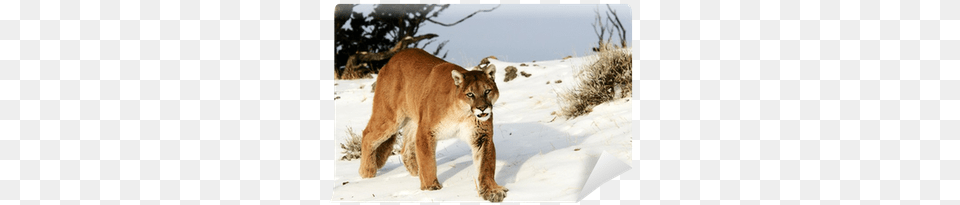 Puma, Animal, Lion, Mammal, Wildlife Free Png Download