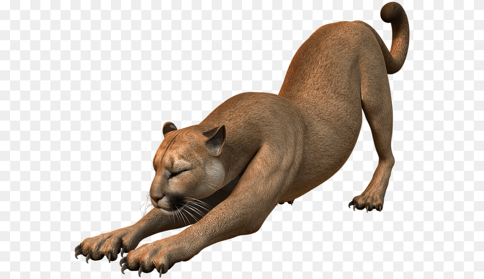 Puma Animal, Cougar, Mammal, Wildlife, Canine Free Transparent Png