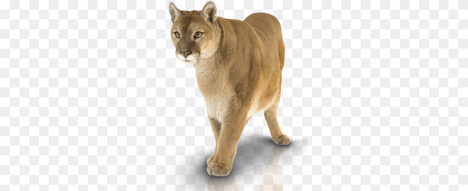 Puma Animal 4 Puma Animal, Lion, Mammal, Wildlife, Cougar Png Image