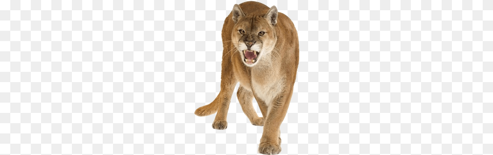 Puma Animal Cougar Puma, Mammal, Wildlife, Lion Free Png