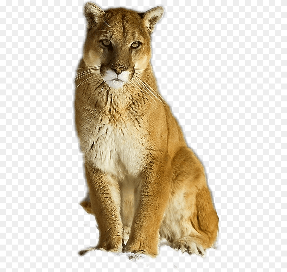 Puma Cougar Mountainlion Eastern Cougar, Animal, Lion, Mammal, Wildlife Png