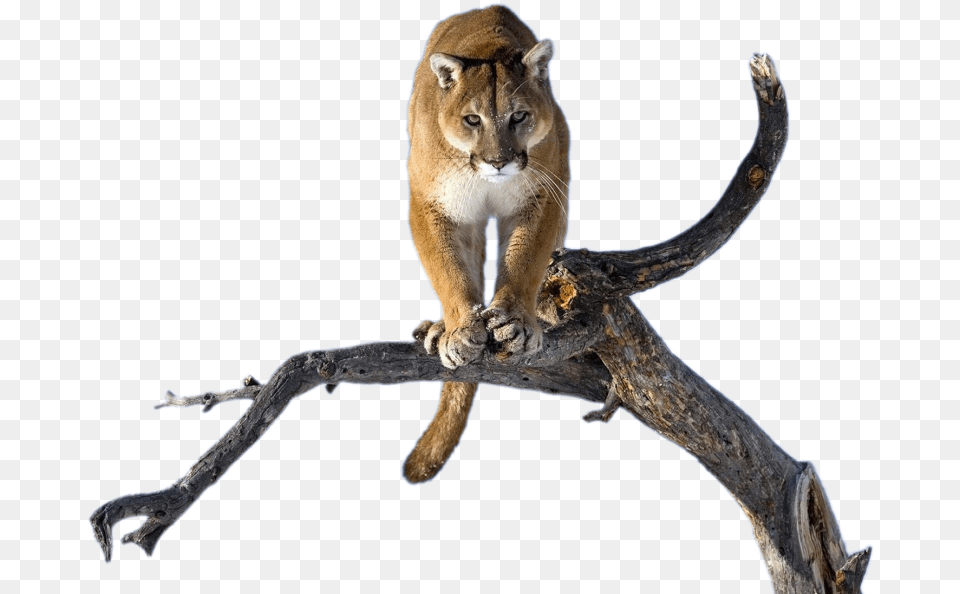 Puma On A Tree Wild Cats, Animal, Cougar, Mammal, Wildlife Free Png