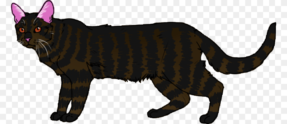 Puma Toyger, Animal, Cat, Mammal, Pet Png