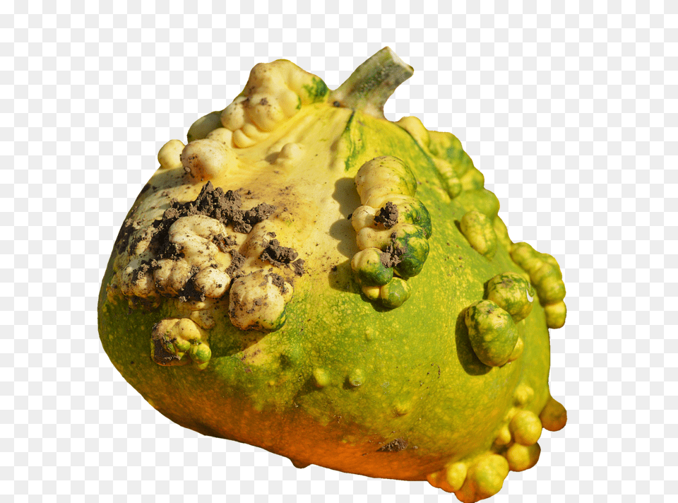 Pumpkin Plant, Pollen, Food, Gourd Free Transparent Png