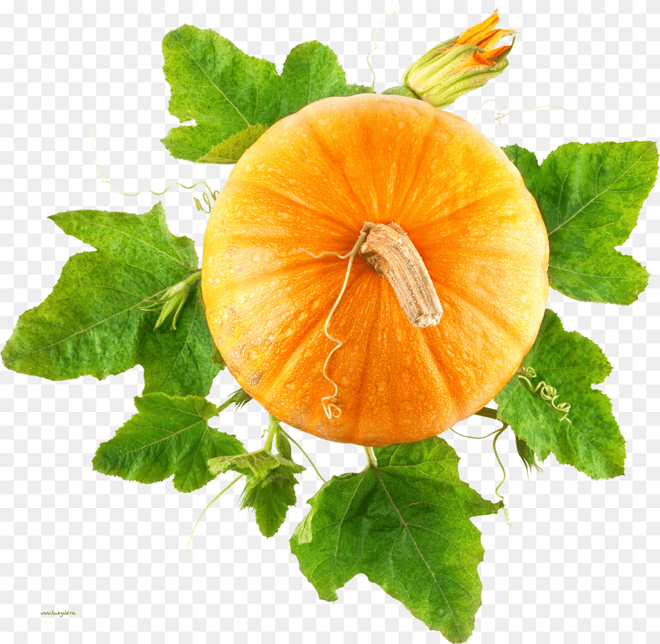 Pumpkin Png