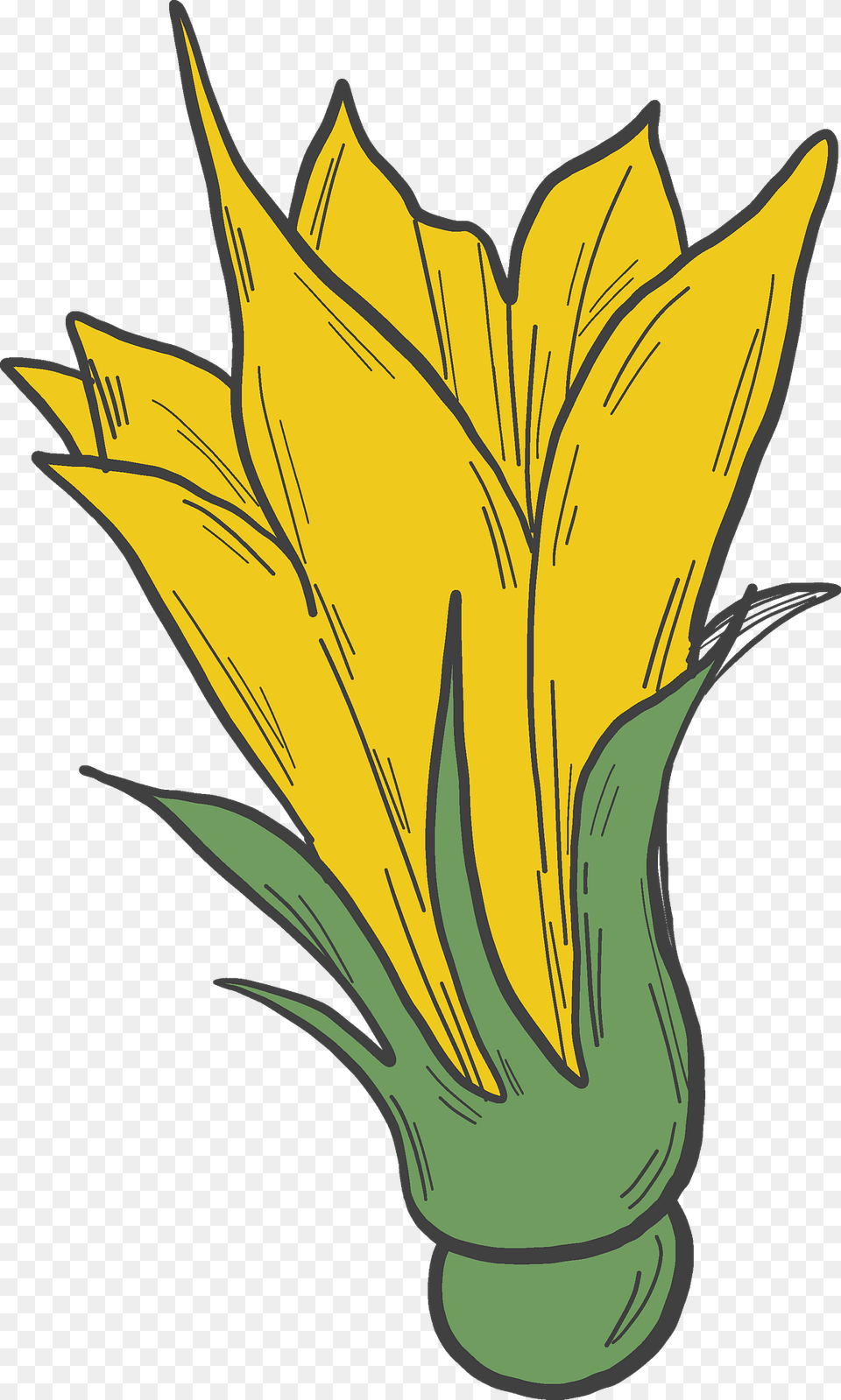 Pumpkin Flower Clipart, Petal, Plant, Leaf, Daffodil Free Png Download