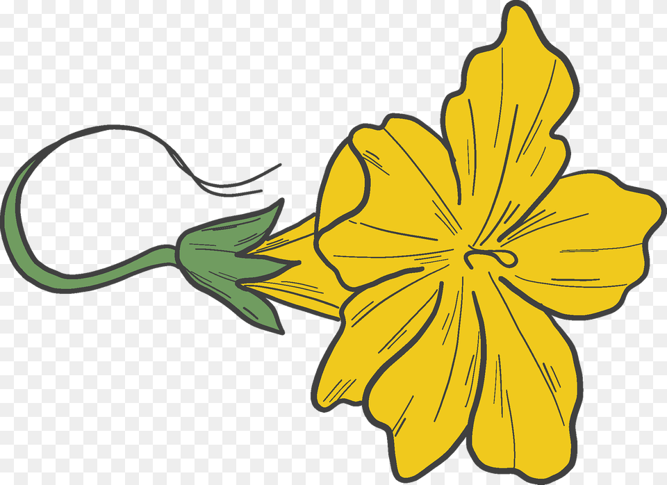 Pumpkin Flower Clipart, Plant, Petal, Daffodil, Anther Png