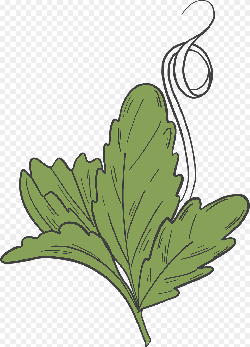 Pumpkin Leaf Clipart, Herbs, Plant, Parsley, Art Free Png Download