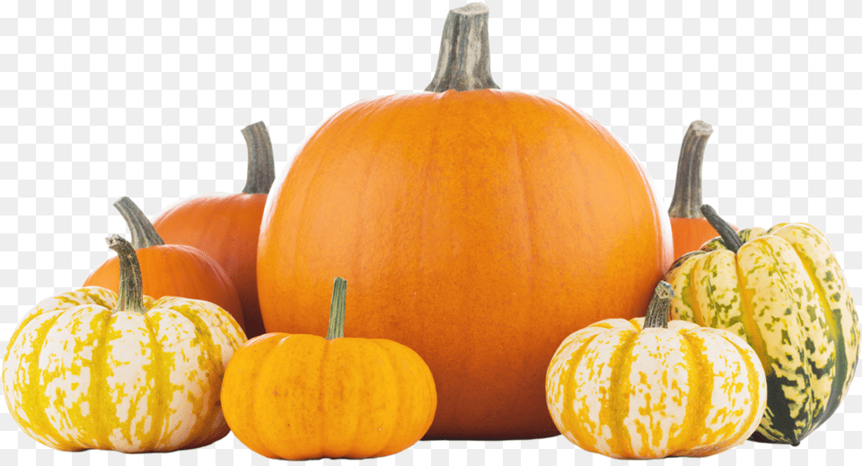 Pumpkin Orange And White Mini Pumpkins, Food, Plant, Produce, Vegetable Png