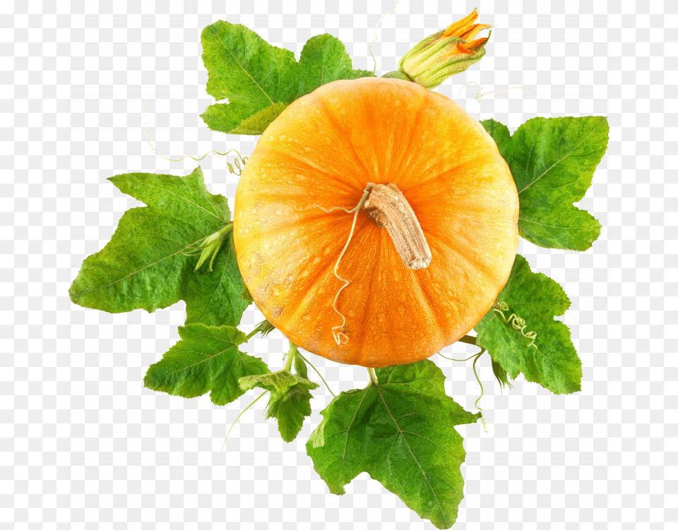 Pumpkin Plant, Leaf, Food, Produce, Vegetable Png