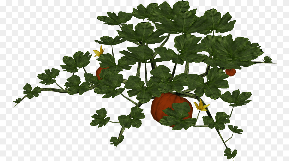 Pumpkin Plant, Herbs, Leaf, Parsley, Flower Free Transparent Png