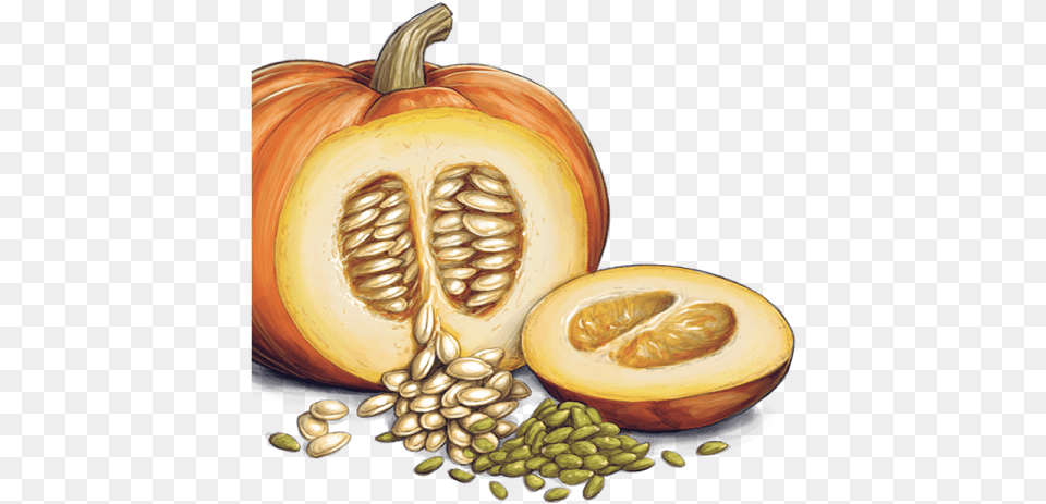 Pumpkin Seeds Transparent Images Sprout Living Pumpkin Seed Pure Plant Protein Powder, Food, Produce, Vegetable, Fruit Free Png Download