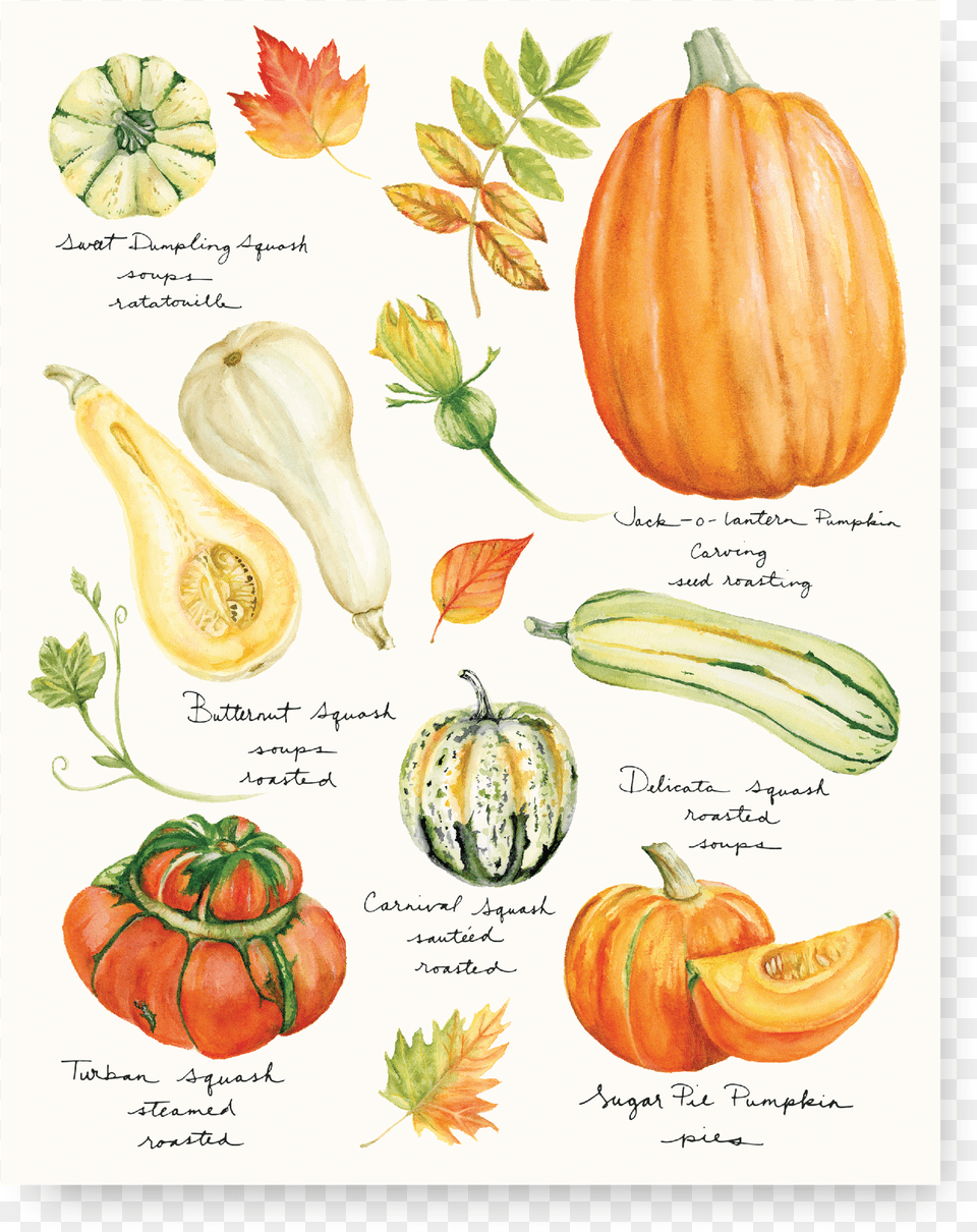 Pumpkins Png Image