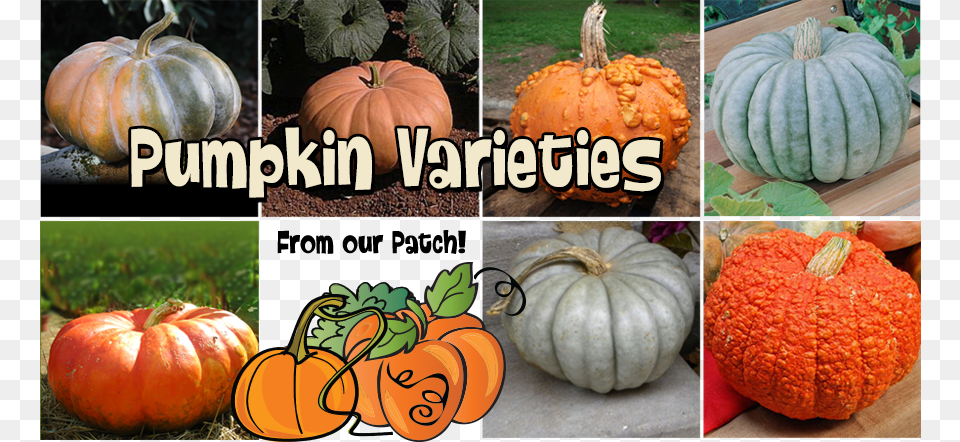 Pumpkinvarieties Morebargins Com Pumpkin Seeds Jarrahdale Pumpkin Jarrahdale, Food, Plant, Produce, Vegetable Png Image