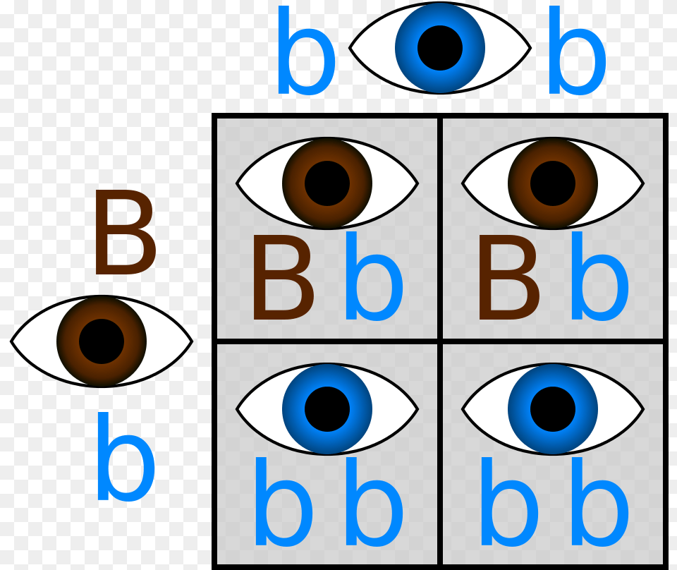 Punnett Hetero Homoblue Punnett Square Eye Color Brown And Blue, Text, Number, Symbol Png Image