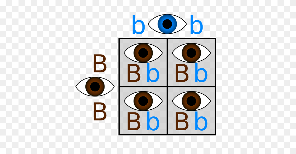 Punnett Square Definition Example, Text, Number, Symbol, Scoreboard Png Image