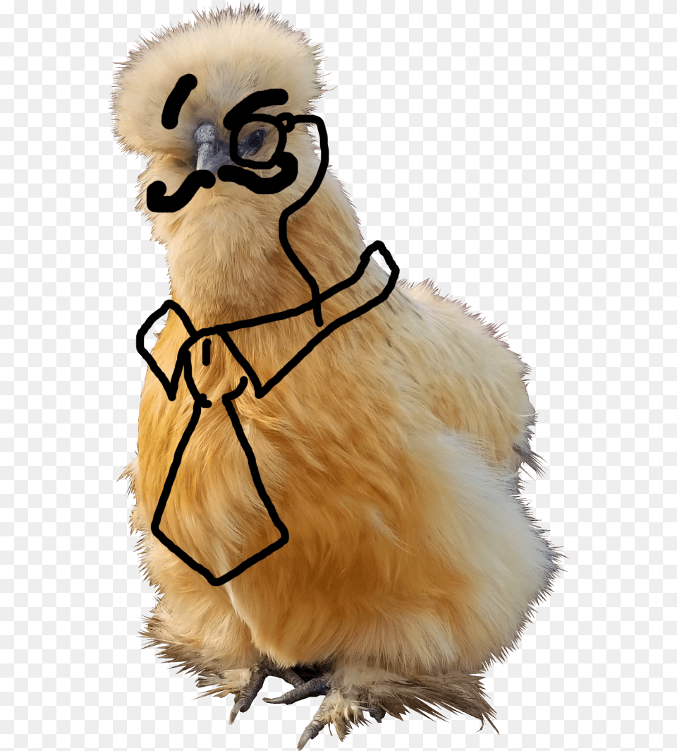 Punxsutawney Phil, Animal, Bird, Chicken, Fowl Free Png