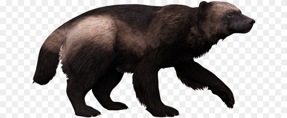 Punxsutawney Phil, Animal, Bear, Mammal, Wildlife Png Image