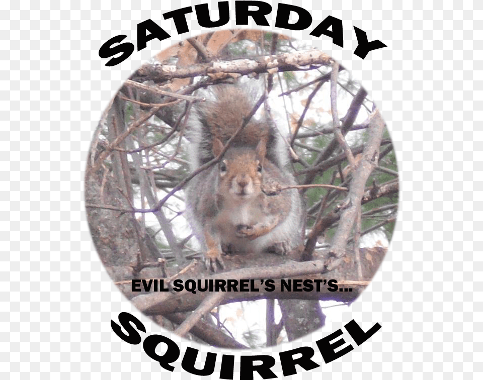 Punxsutawney Phil, Animal, Mammal, Rodent, Squirrel Free Png