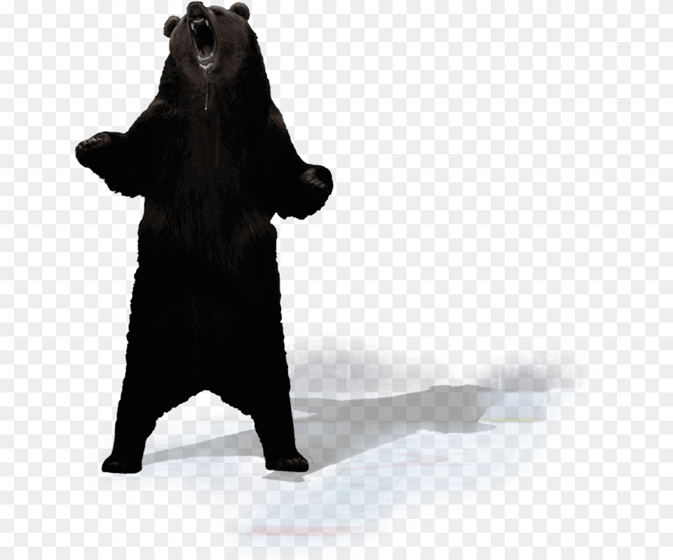 Punxsutawney Phil Standing Black Bear, Animal, Mammal, Wildlife, Black Bear Free Png