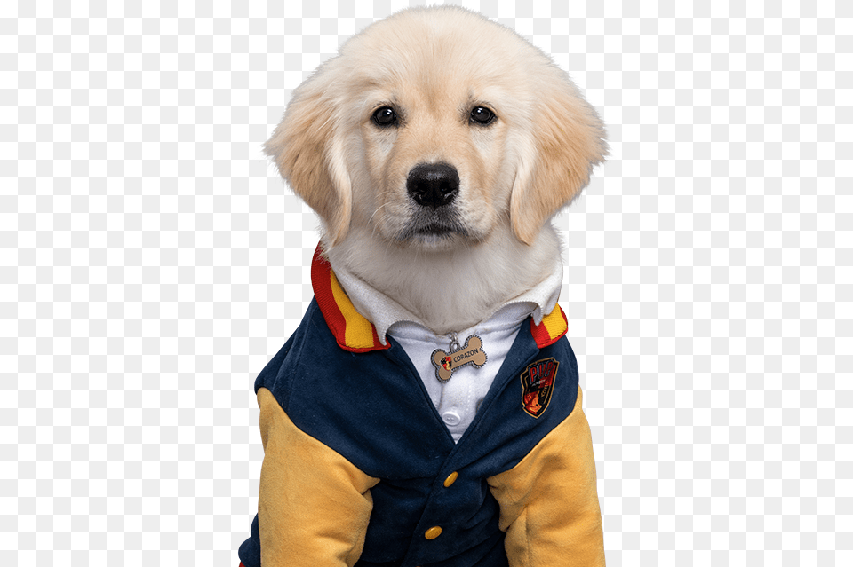 Pup Academy Wiki Pup Academy Pom Pom, Animal, Canine, Dog, Mammal Free Transparent Png