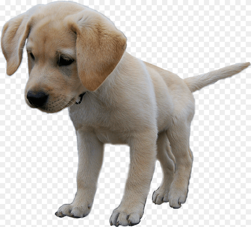 Pup Dog Puppy Labradorretriever Labrador Lab Transparent Dogs Puppys Lab, Animal, Canine, Mammal, Pet Free Png Download