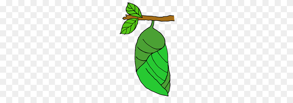 Pupa Leaf, Plant, Annonaceae, Tree Free Png Download