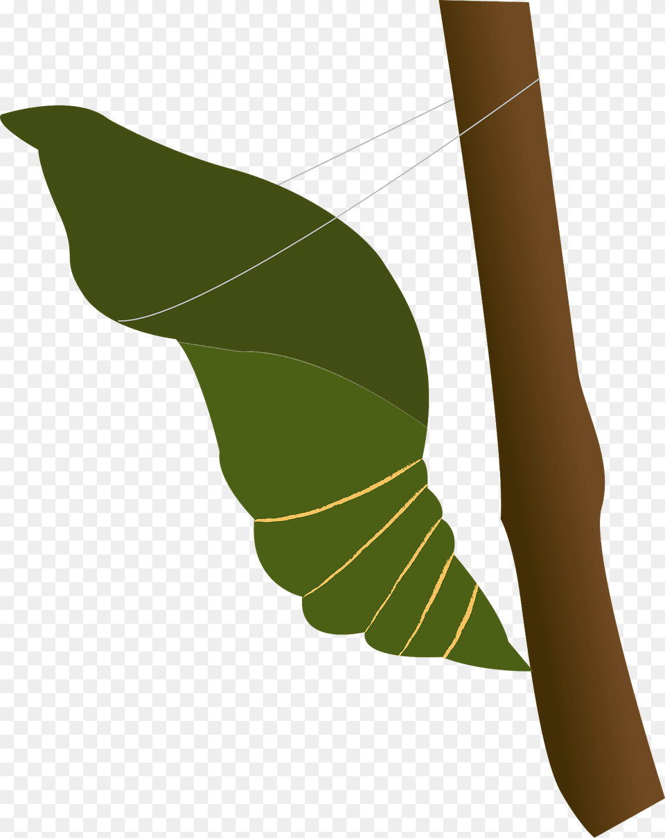 Pupa Insect Clipart, Leaf, Plant, Person, Animal Png Image