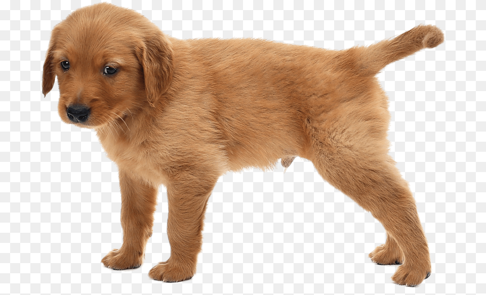 Puppies, Animal, Canine, Dog, Golden Retriever Free Transparent Png