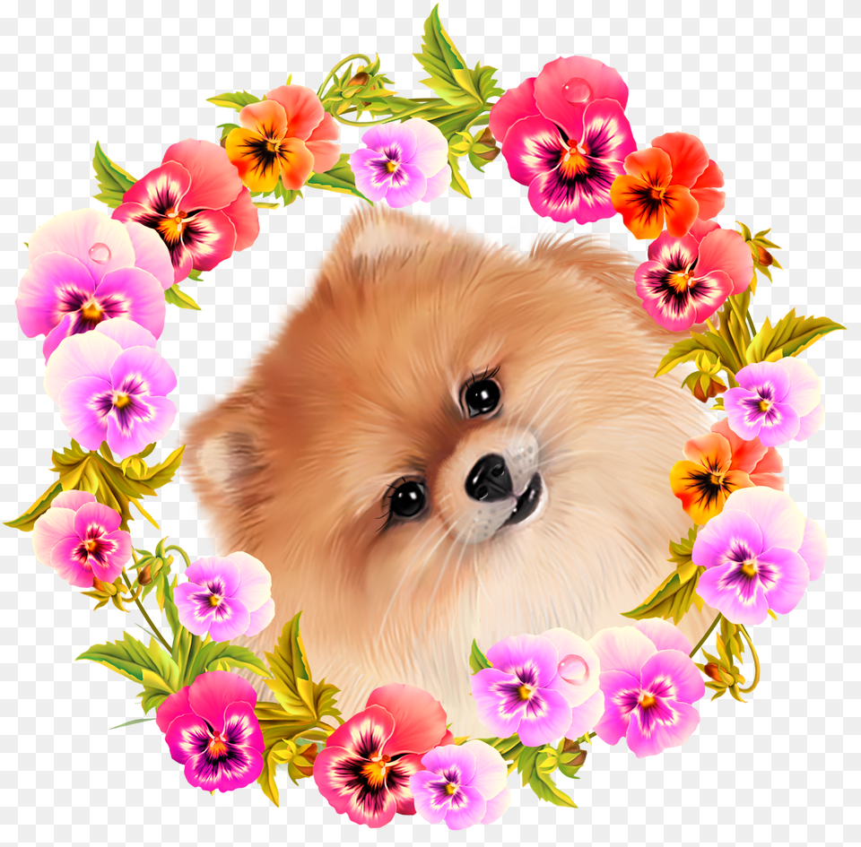 Puppies And Flowers Clipart Cute Puppy Dog Spitz, Plant, Petal, Flower, Geranium Free Transparent Png