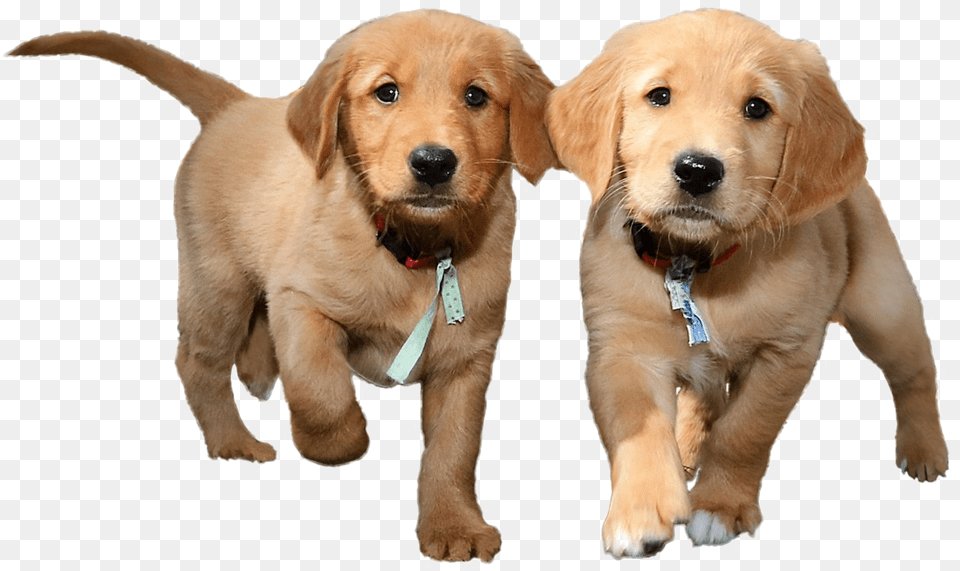 Puppies Background Transparent Background Puppy Transparent, Animal, Canine, Dog, Golden Retriever Free Png Download