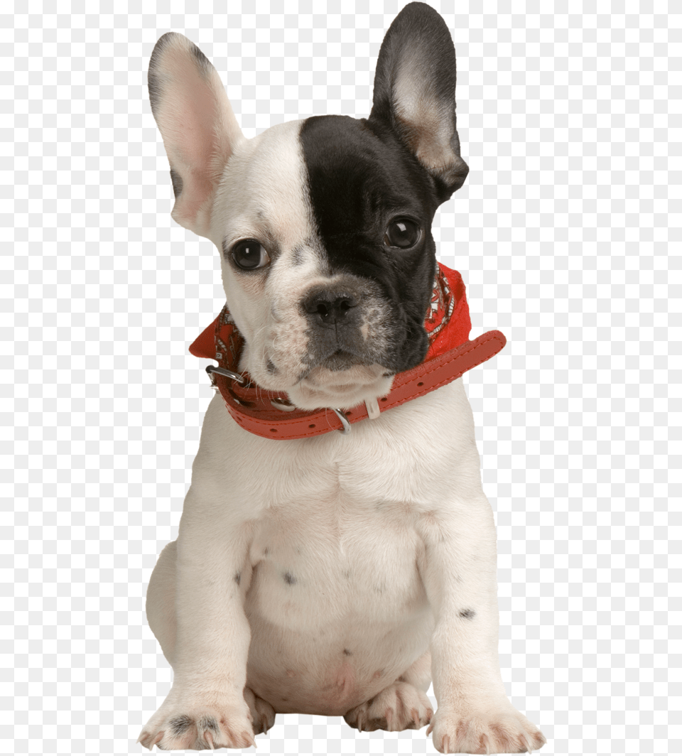 Puppies Clipart Transparent Background Real Dog Clip Art, Animal, Bulldog, Canine, French Bulldog Free Png