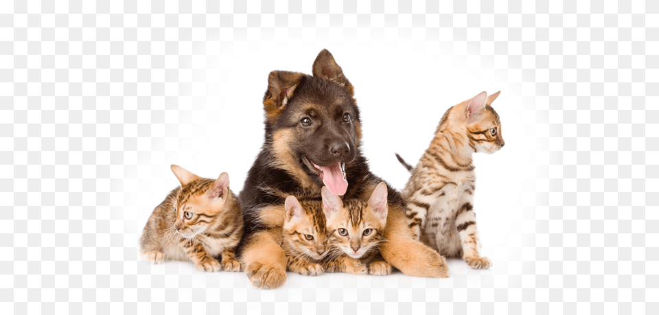 Puppies Dogs And Cats, Animal, Canine, Cat, Dog Free Transparent Png