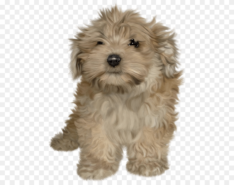 Puppies Image Puppy, Animal, Canine, Dog, Mammal Free Png Download